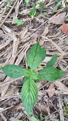 Spermacoce latifolia