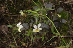 Viola × contempta