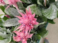Aechmea fasciata