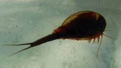 Triops longicaudatus