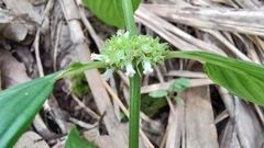 Spermacoce latifolia