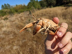 Procambarus clarkii