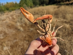 Procambarus clarkii