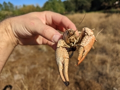 Procambarus clarkii