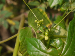 Diplocyclos palmatus