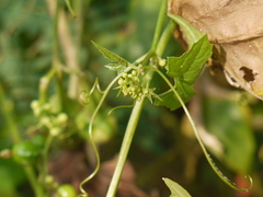 Diplocyclos palmatus