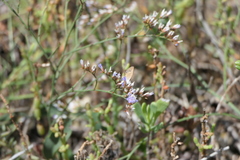 Brephidium pseudofea