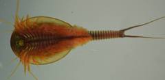 Triops longicaudatus