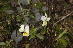 Viola × contempta
