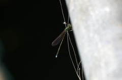 Ischnura asiatica