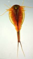 Triops longicaudatus