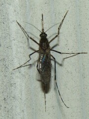 Coquillettidia perturbans