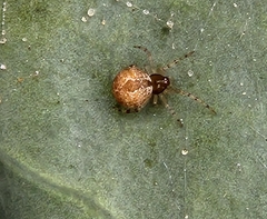 Cryptachaea veruculata