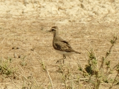 Charadrius asiaticus
