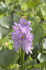Pontederia crassipes