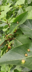Ficus racemosa