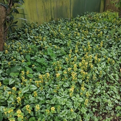 Lamium galeobdolon argentatum