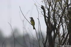 Tyrannus melancholicus