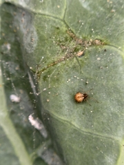 Cryptachaea veruculata