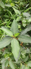Ficus racemosa