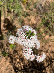 Calytrix