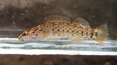 Etheostoma starnesi