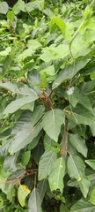 Ficus racemosa