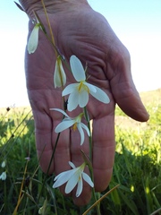 Hesperantha bachmannii