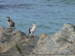 Phalacrocorax punctatus