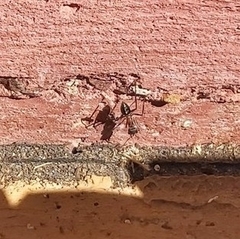 Myrmecia