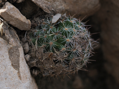 Escobaria tuberculosa