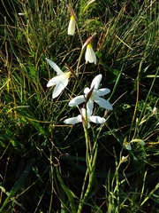 Hesperantha bachmannii