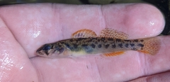 Stone Darter photo 5