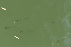 Hemiculter leucisculus