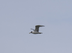 Ichthyaetus ichthyaetus