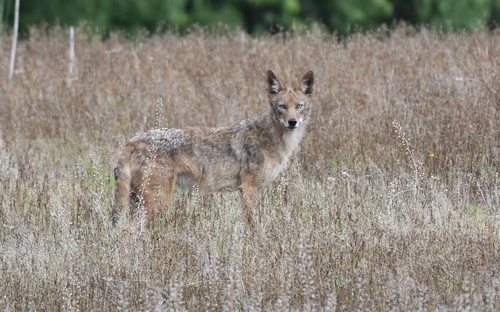 Coyote photographed in Pennsylvania