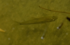 Pseudorasbora parva