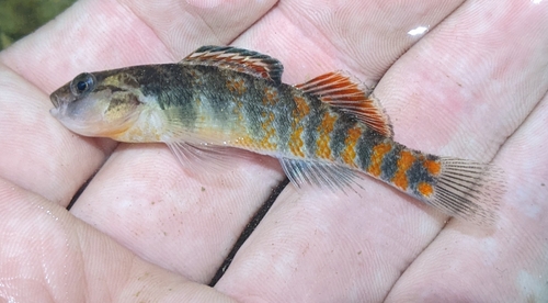 Headwater Darter