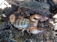 Scorpionoidea