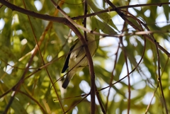 Phylloscopus inornatus