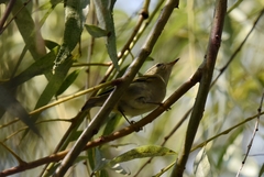 Phylloscopus inornatus