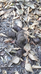 Myrmecophaga tridactyla