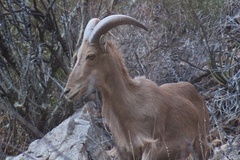 Ammotragus lervia