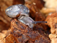 Monadenia mormonum