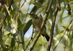 Phylloscopus inornatus