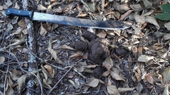 Myrmecophaga tridactyla