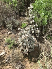 Cotyledon orbiculata