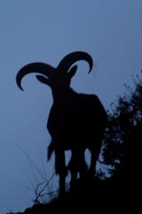 Ammotragus lervia