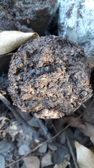 Myrmecophaga tridactyla