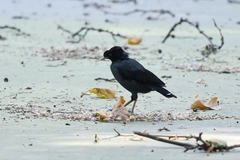 Acridotheres cristatellus